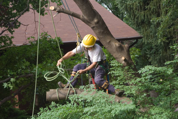 Best Tree Trimming and Pruning  in Svis, IL