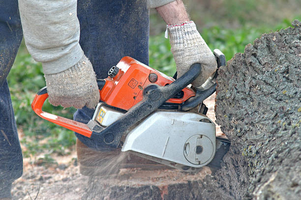 Best Emergency Tree Removal  in Svis, IL