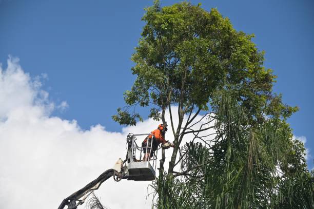 Best Hedge Trimming  in Svis, IL