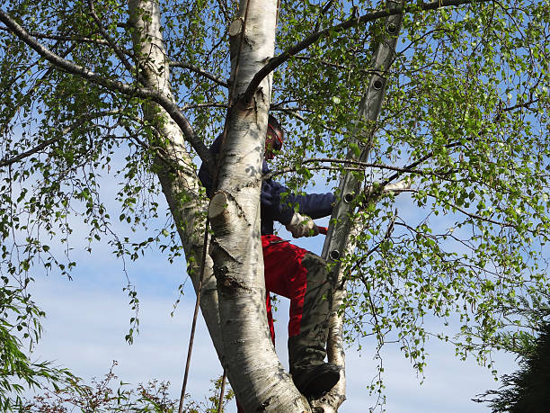 Best Fruit Tree Pruning  in Svis, IL