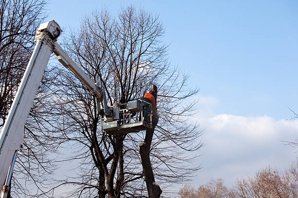 How Our Tree Care Process Works  in  Silvis, IL