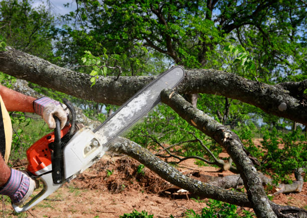 Best Tree Preservation Services  in Svis, IL