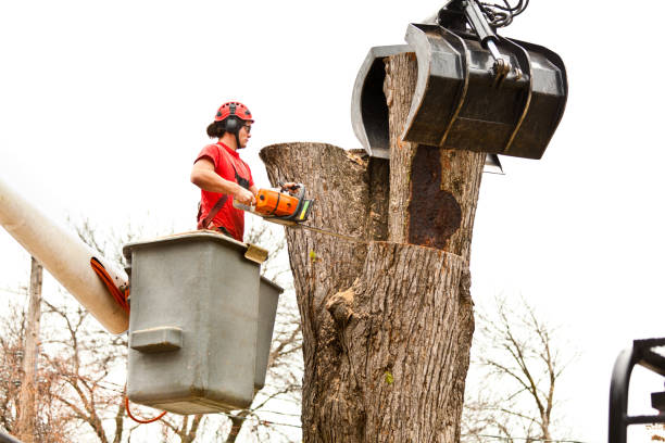 Leaf Removal in Silvis, IL