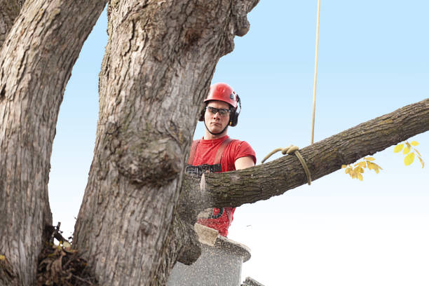 Best Seasonal Cleanup (Spring/Fall)  in Svis, IL